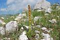 orchis anthropophora